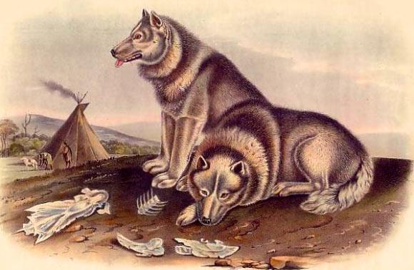  遗传基因15000多年前灰狼的家养狗涉及人工选择和近亲繁殖,但