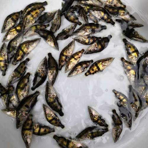 池塘网箱鳜鱼苗种人工饲喂驯化技术要点